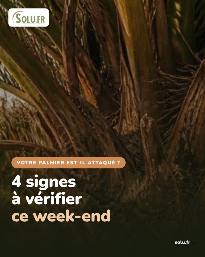 Publication réalisée par C2 Projet Web pour Solu.fr