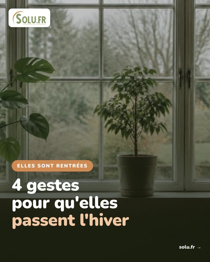 Publication réalisée par C2 Projet Web pour Solu.fr