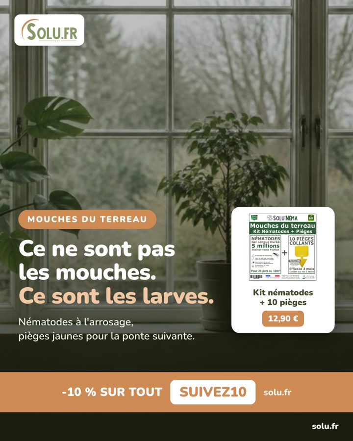 Publication réalisée par C2 Projet Web pour Solu.fr